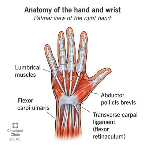 左手邊|left hand side中文，left hand side的意思，left hand side翻譯及用。